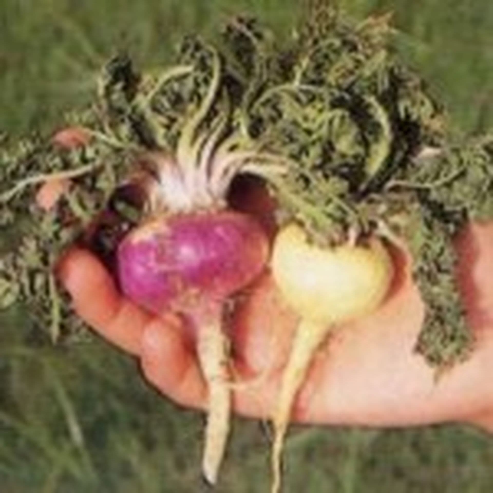 Maca-Wurzel: Ein Tausendsassa aus Peru