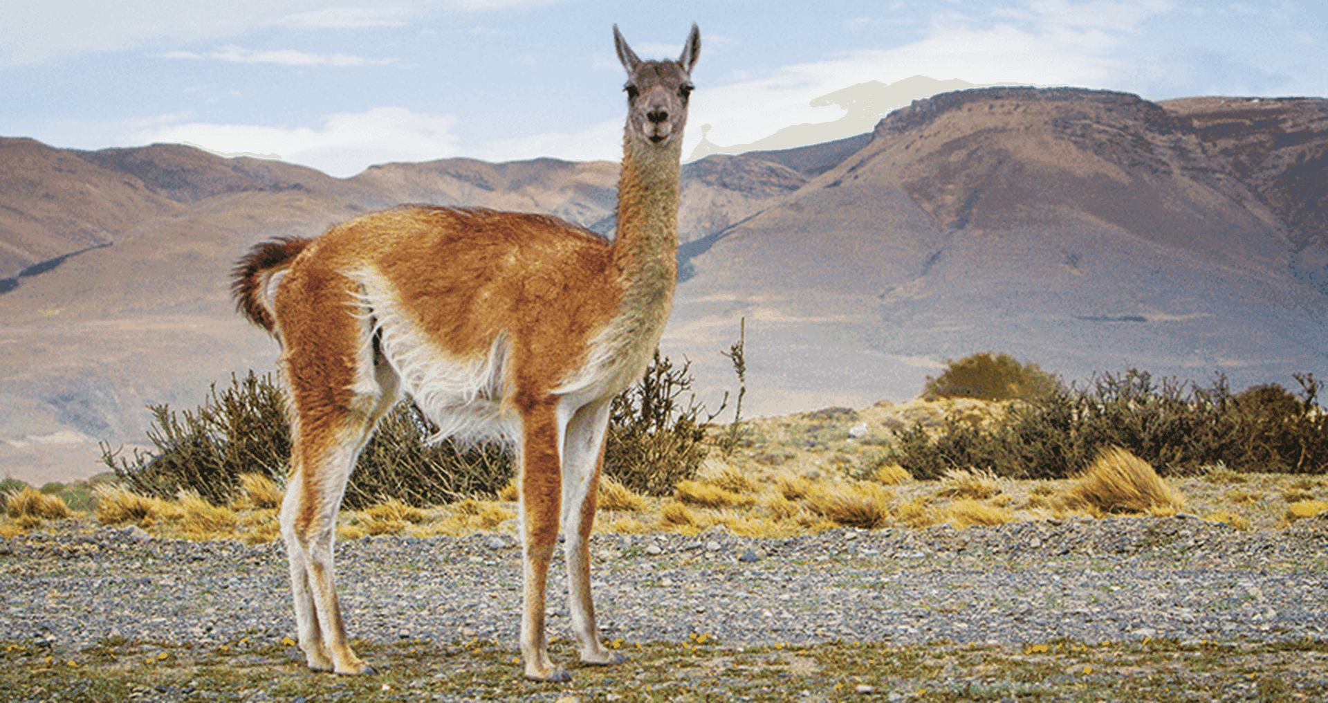 10 exotische Tiere aus Peru