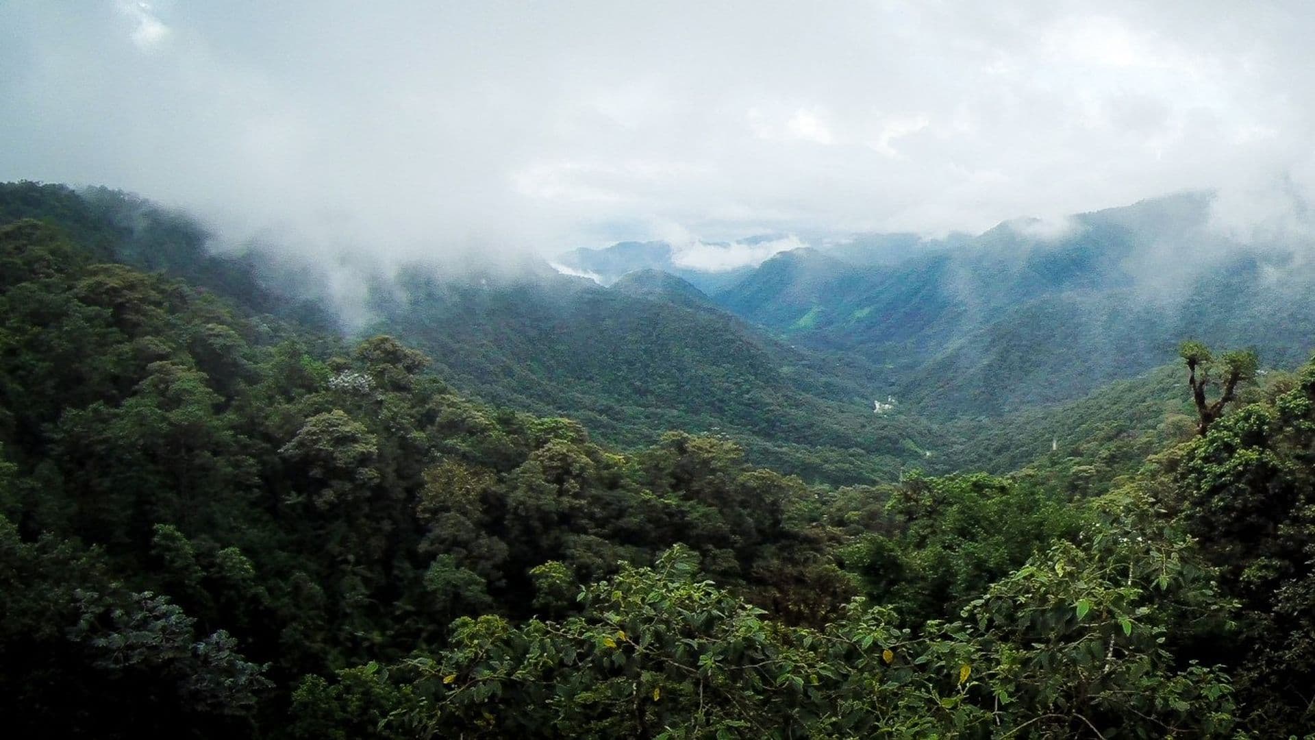 Wiederaufforstung in Ecuador: Nebelwaldträume in Guajalito
