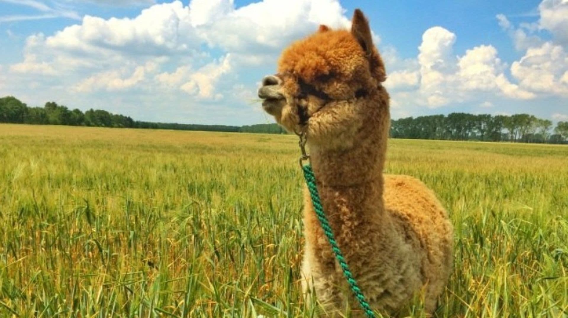 Alpakahöfe in Deutschland - Das Leben ist eine Alpakafarm!