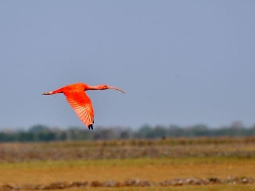 Llanos