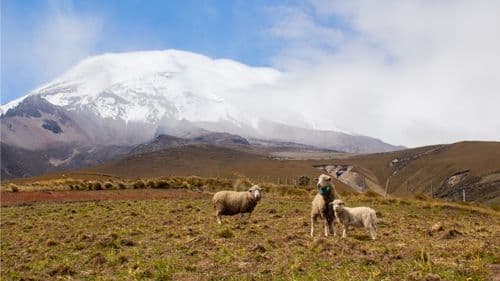 Eine schöne Kulisse mit spannender Geschichte: Schafe knapp unter der Schutzzone vor dem Chimborazo Vulkan im Jahr 2018. 