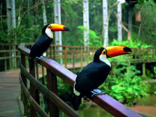 bird park