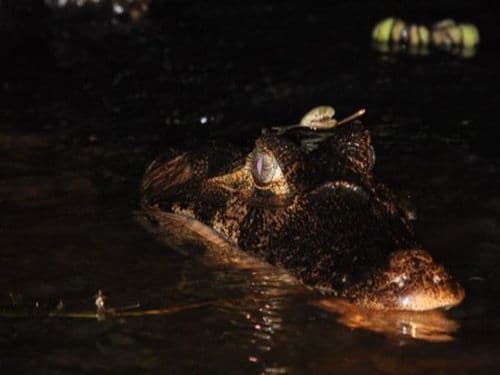 Auge in Auge mit dem Caiman