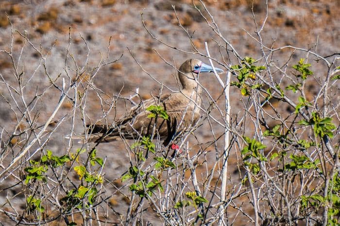 Red-Footed Booby