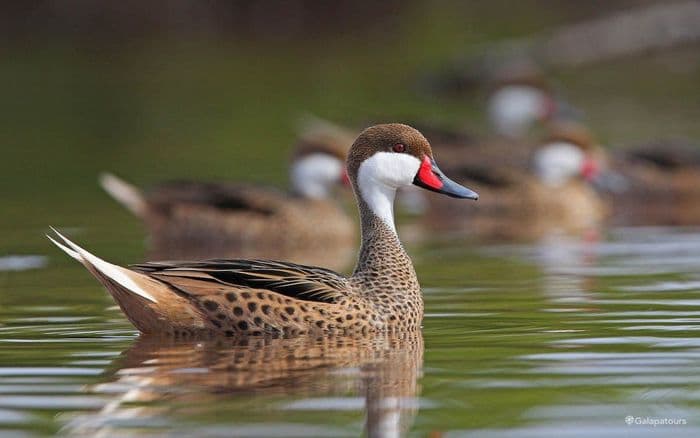 White-cheeked Pintail