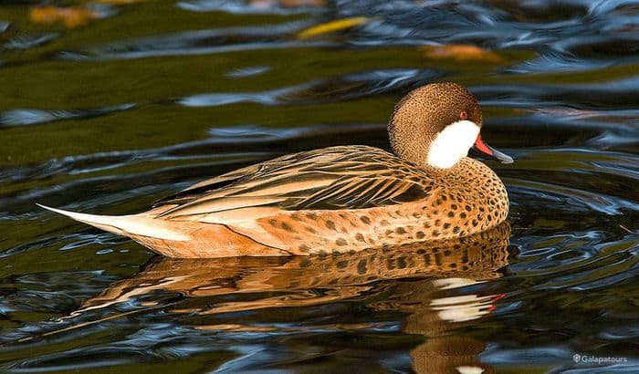 White-cheeked Pintail