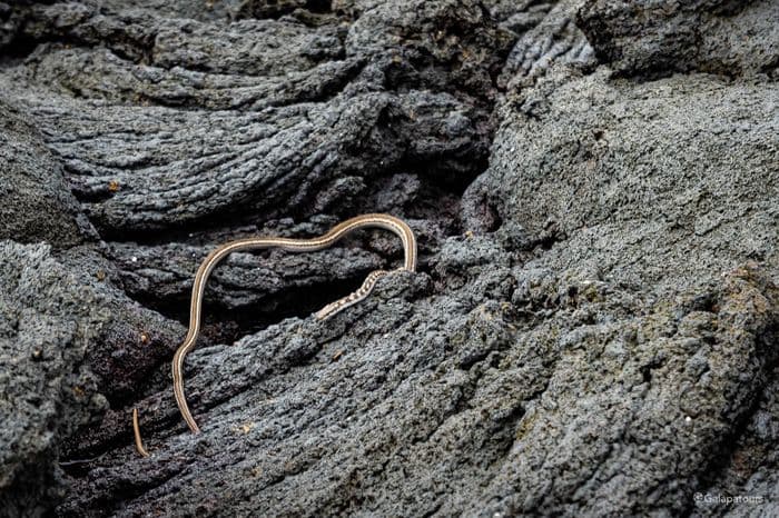 Galapagos Racer Snake