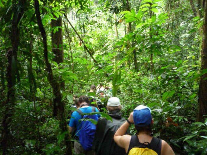 Wanderung durch Primärwald und Yachana Schutzgebie