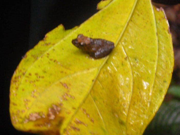 Lokal Guide Javier zeigt uns einen Frosch
