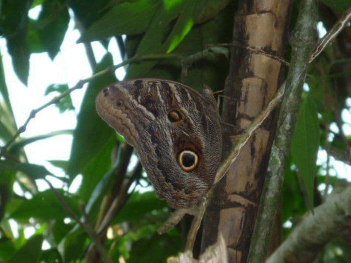 Schmetterling im Yachana Lodge