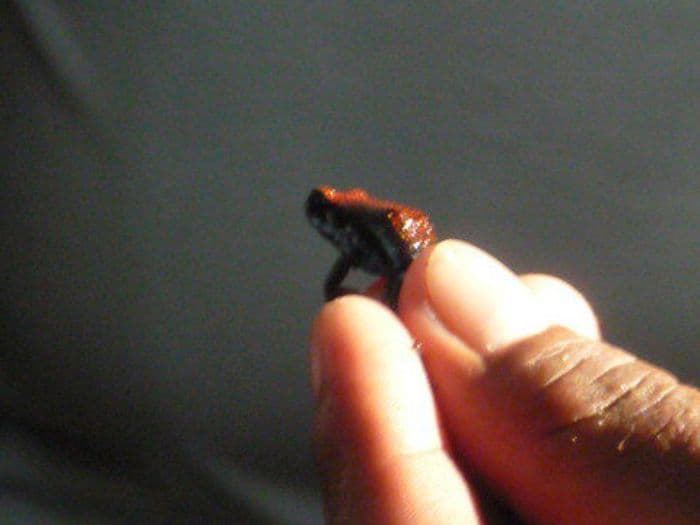 Frosch der Dendrobatidae-Familie