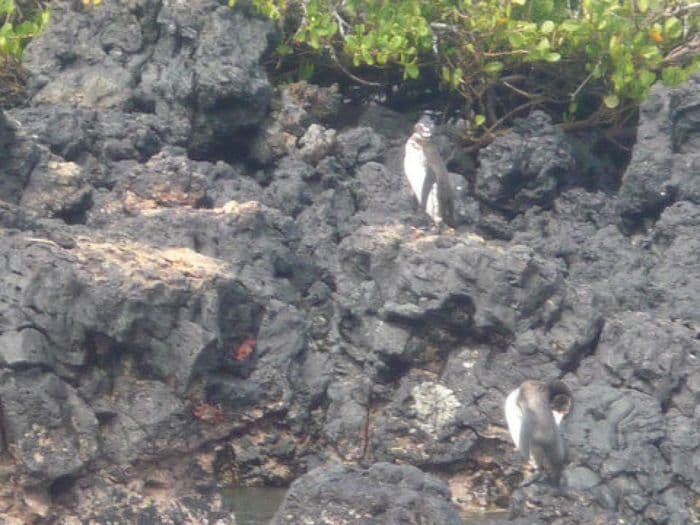Galapagos Pinguine