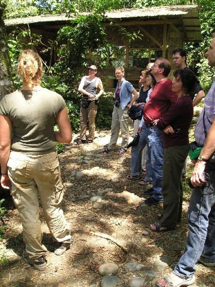 Die Homosapiens beobachten die Kapuchinos