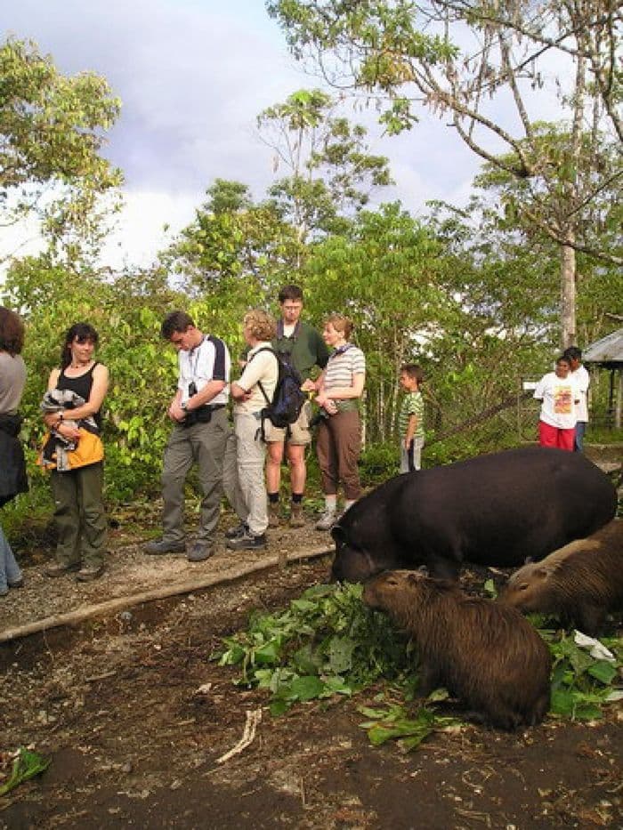 Tapir- und Capibara-Party in Fatima