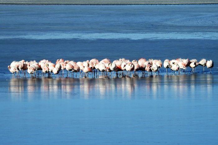 Die Flamingos wollten von uns 