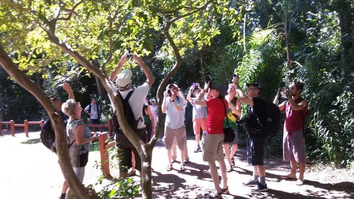 Die Iguazú Fälle sind schon im