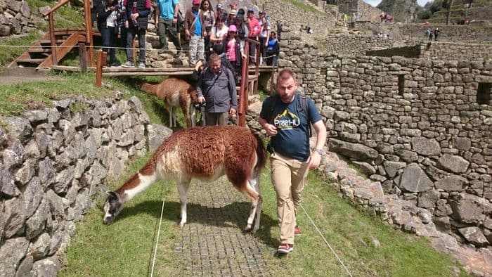 Hoffentlich kackt mir das Lama