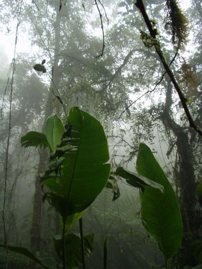 Nebelwald bei Mindo