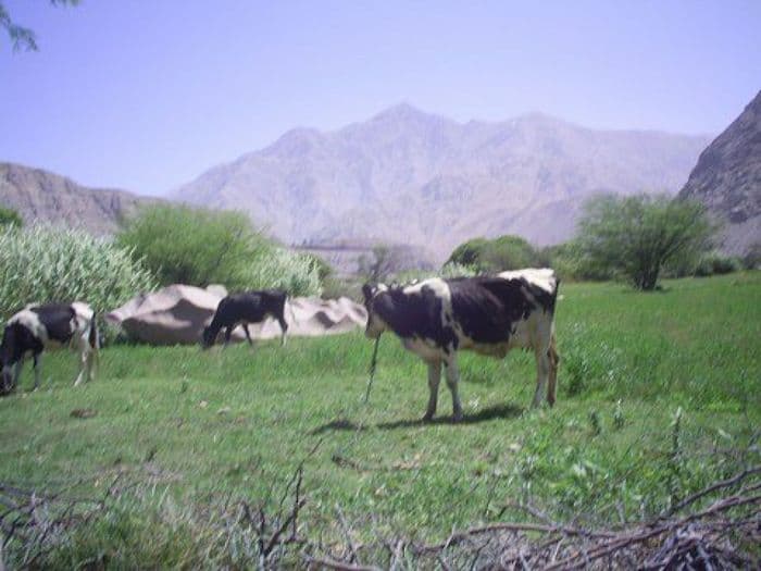 Majes Tal