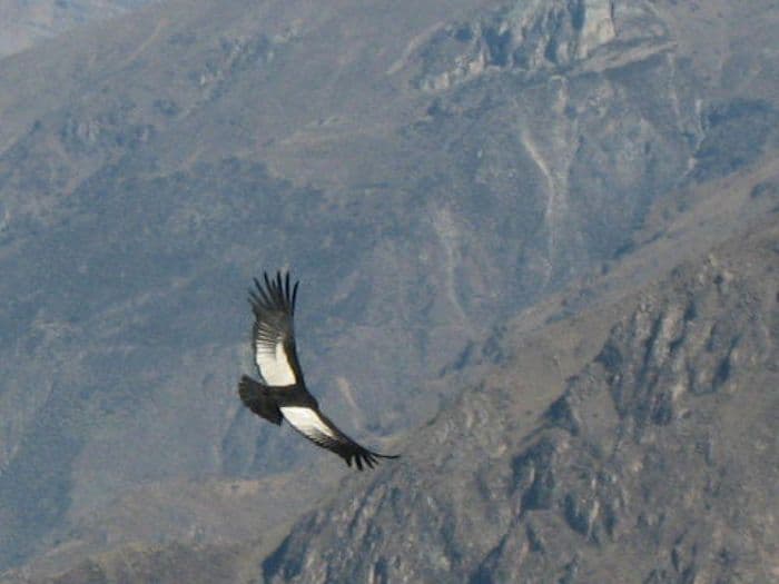 Cruz del Condor