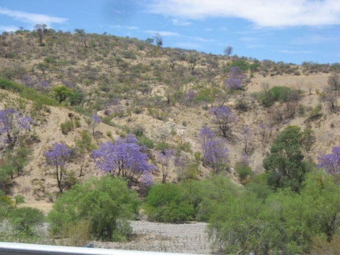 Jacarandas auf dem Weg nach Potosi