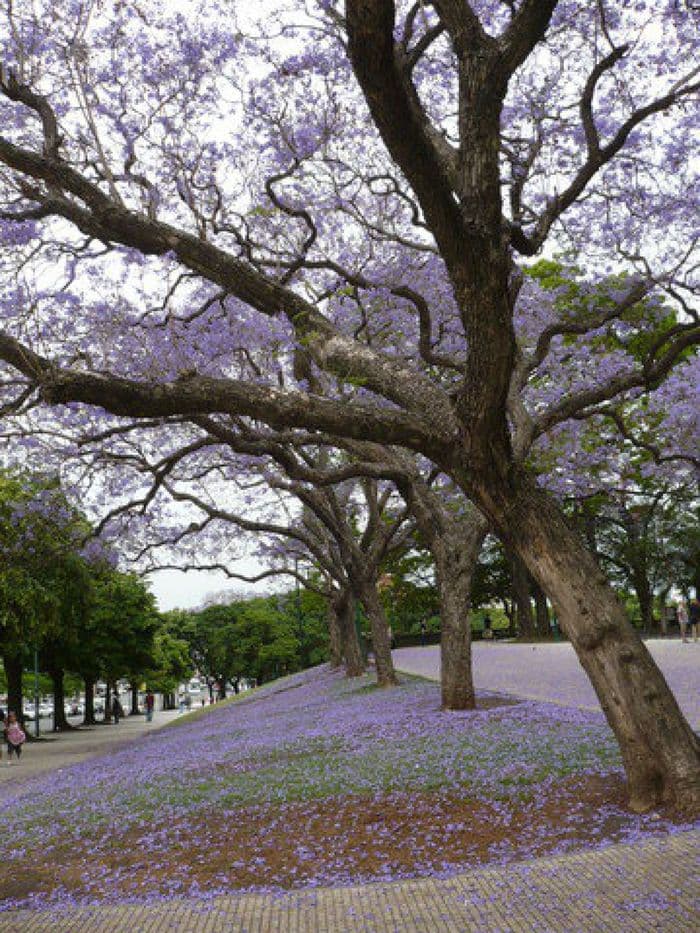 Jacaranda!