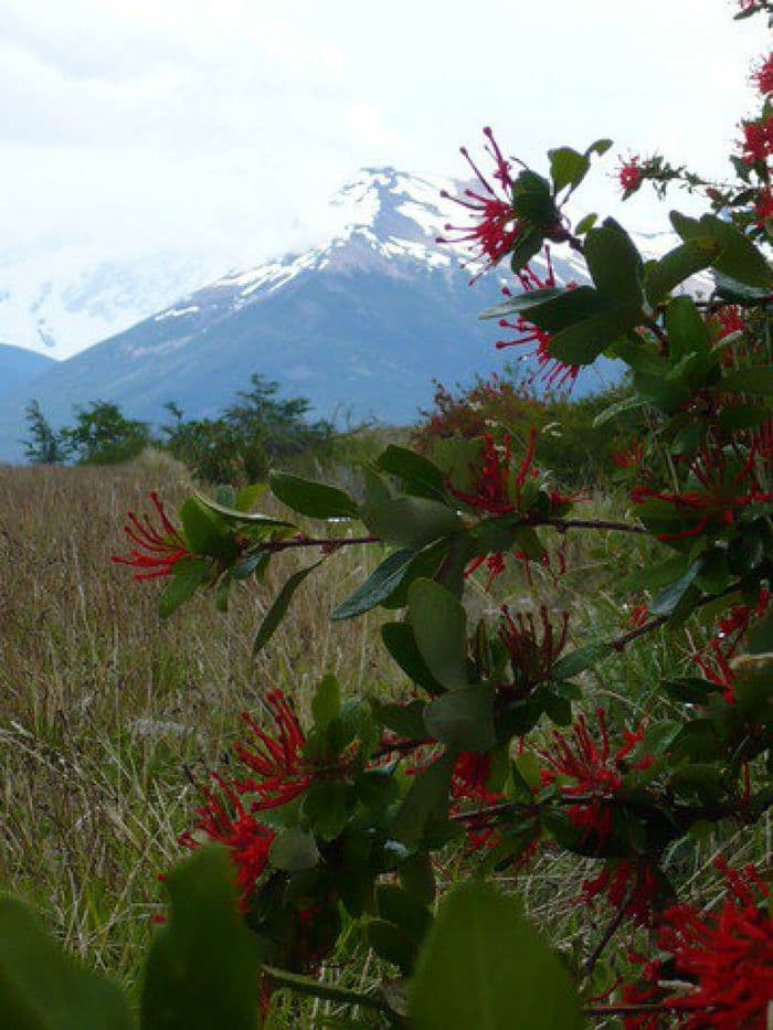 Calafate