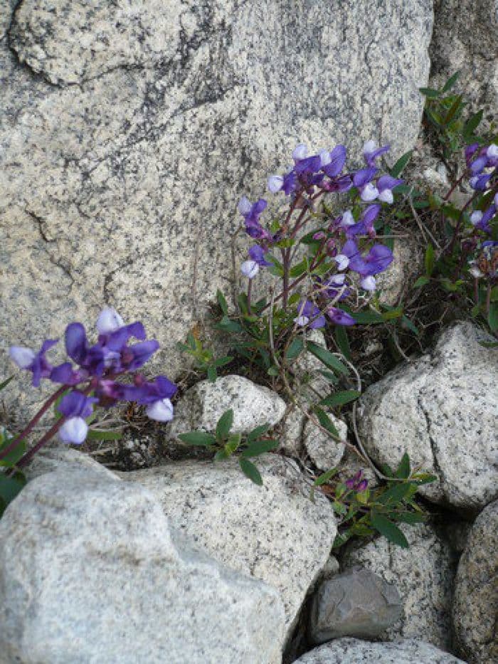 Flores!