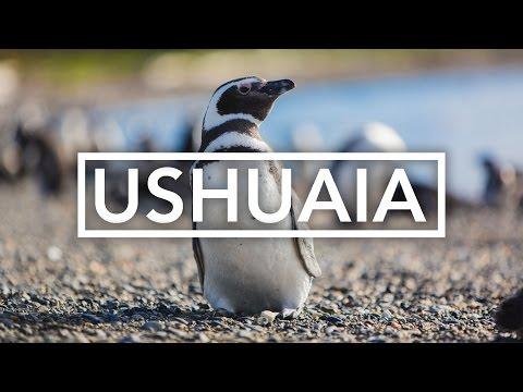 Penguins in Ushuaia with Viventura