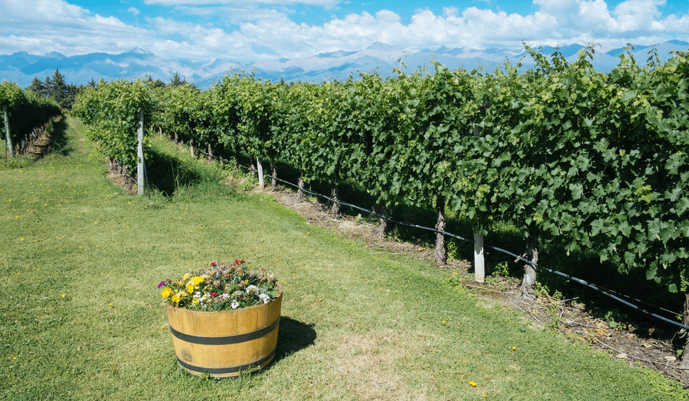wine-argentina