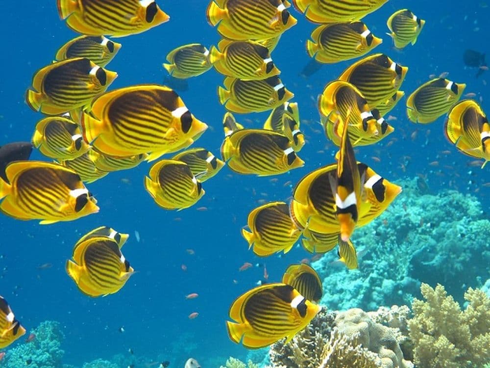 Farbvielfalt Südamerika:Unterwasserwelt Venezuela