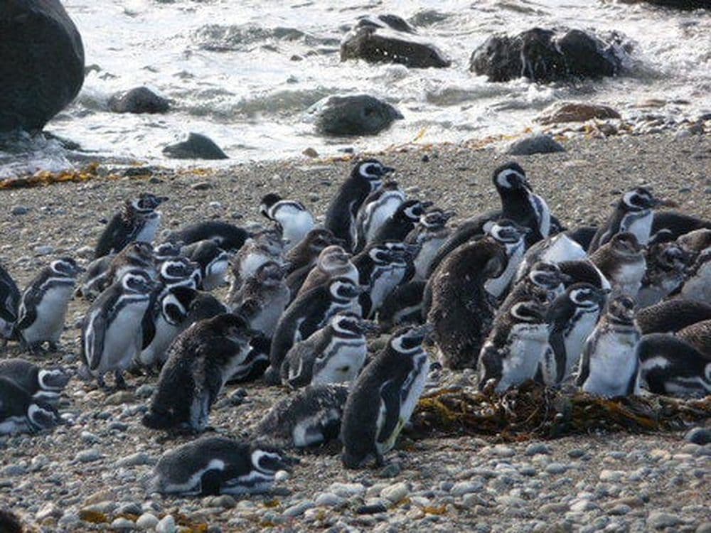 magellan_melanie_viventura-1-1