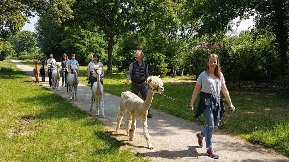 Auch zwischen Düsseldorf und Duisburg kann man auf dem Land mit Alpakas wandern! Bild: Rheinland Alpakas