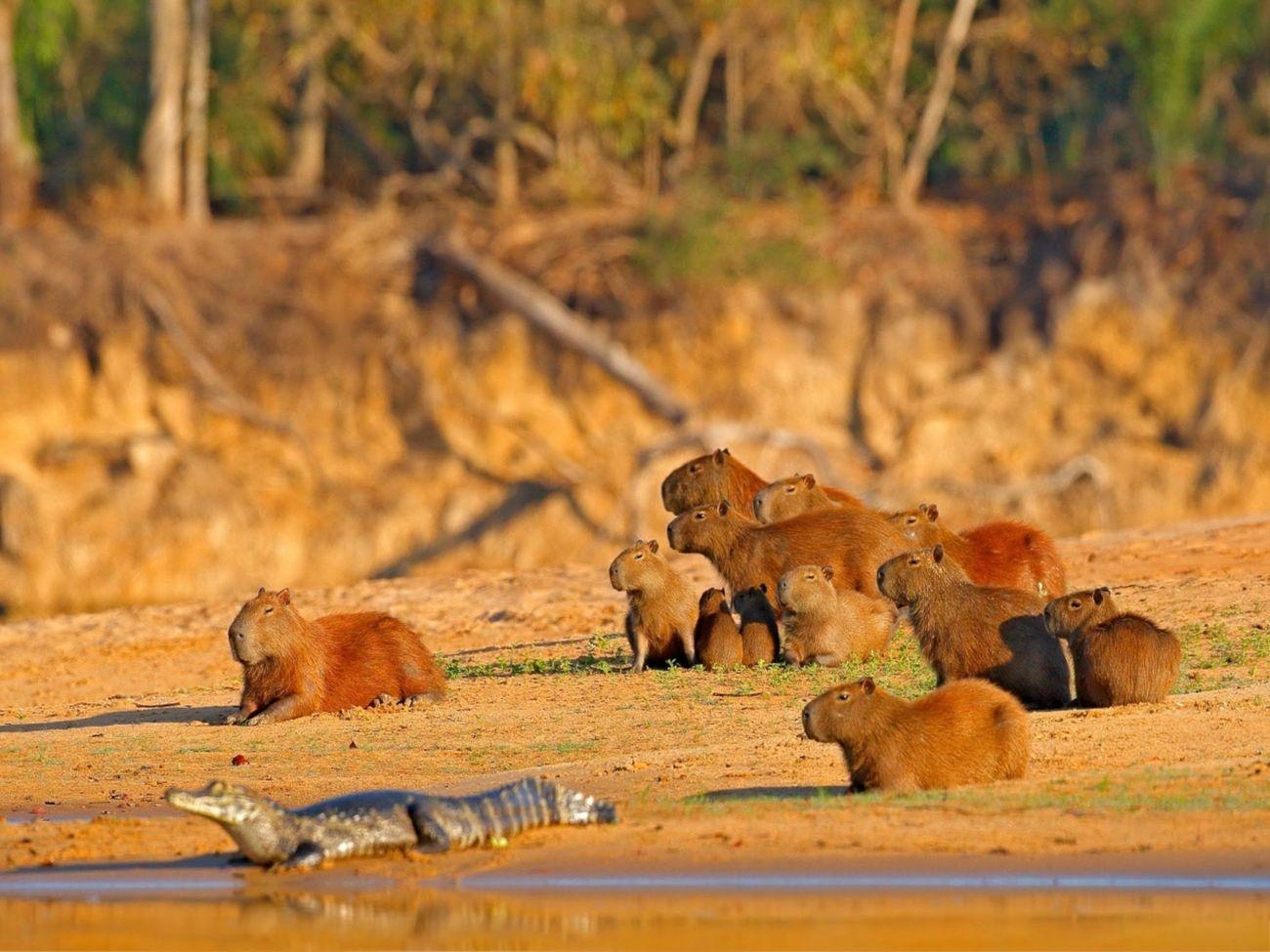 Capybara und Kaimane im Pantanal