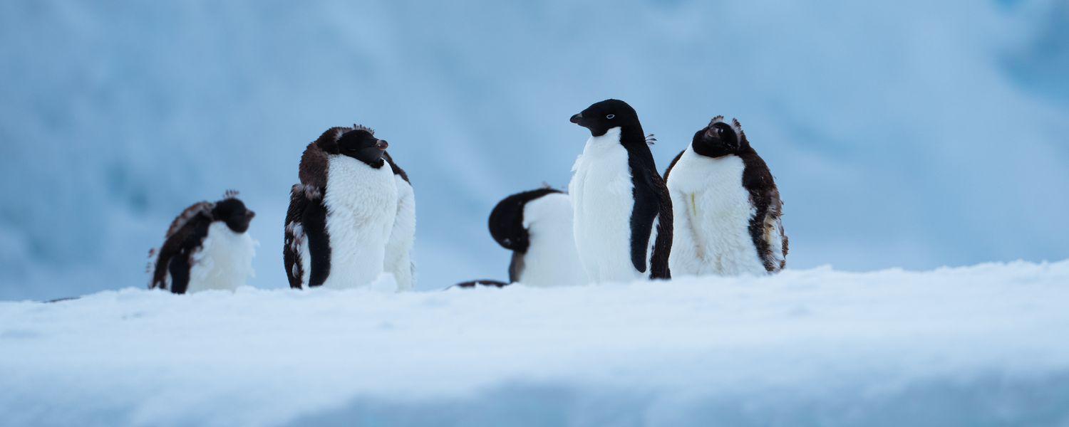 Aurora Expeditions Penguins