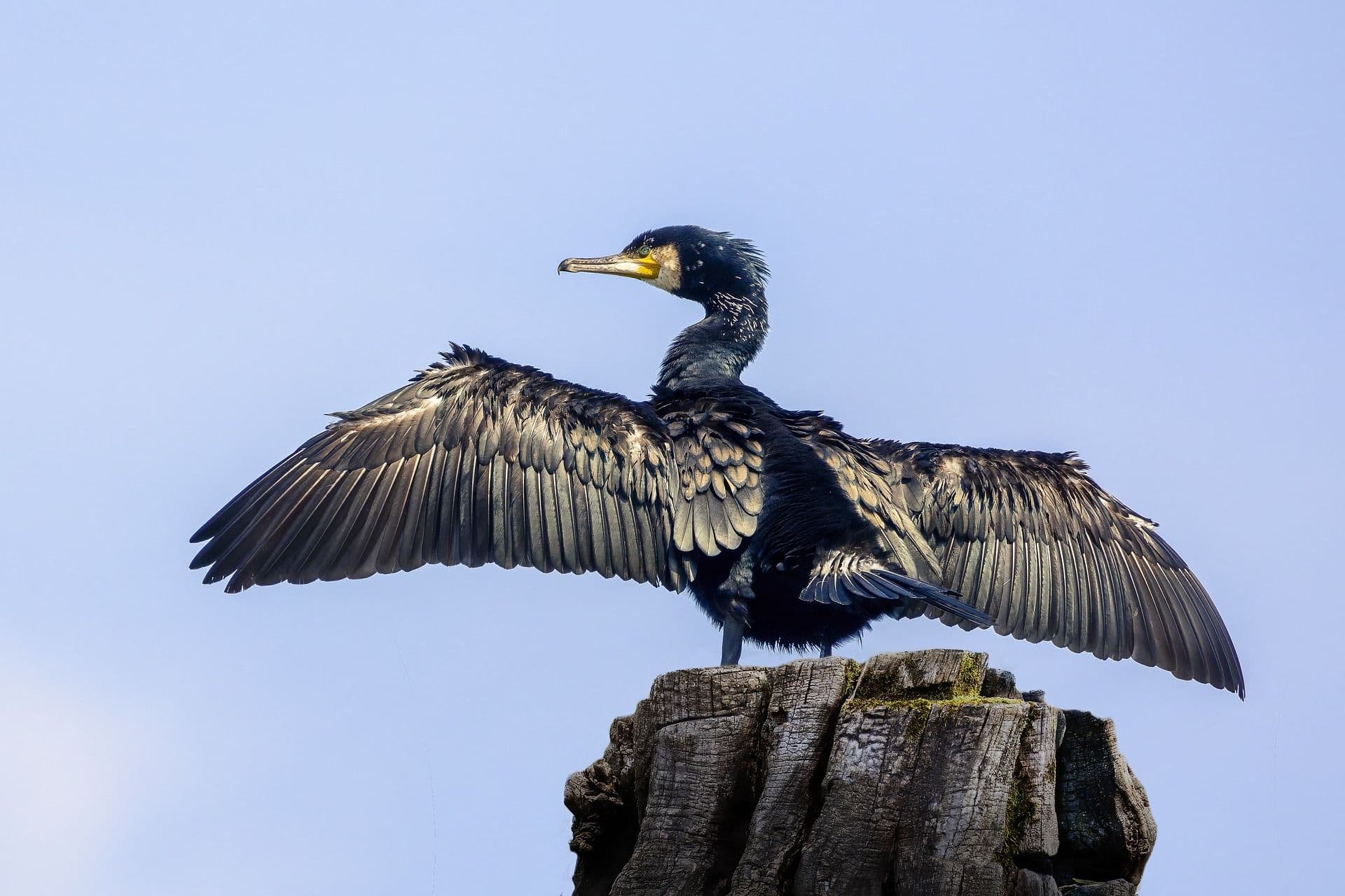 Kormoran