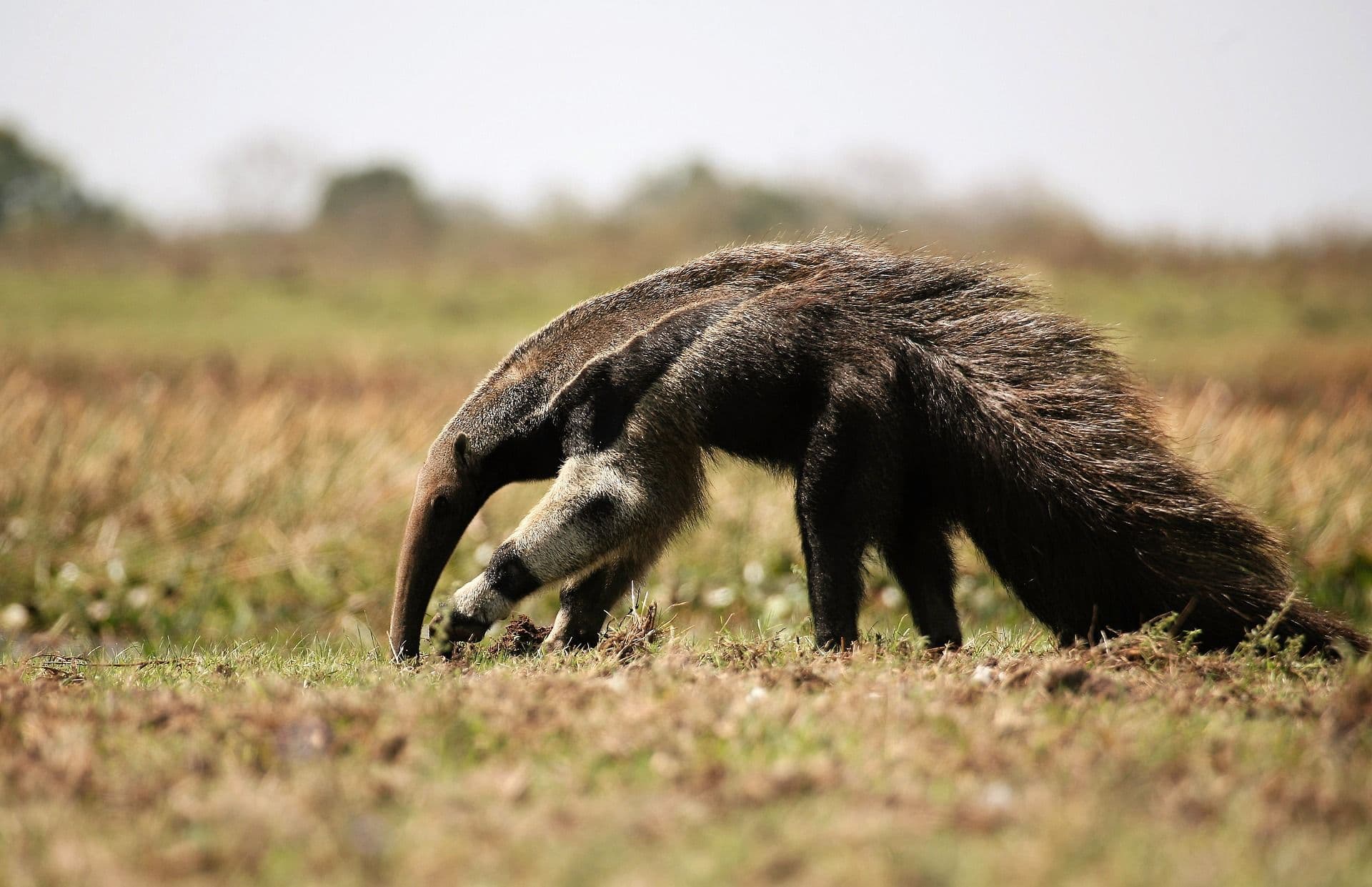 Ameisenbär