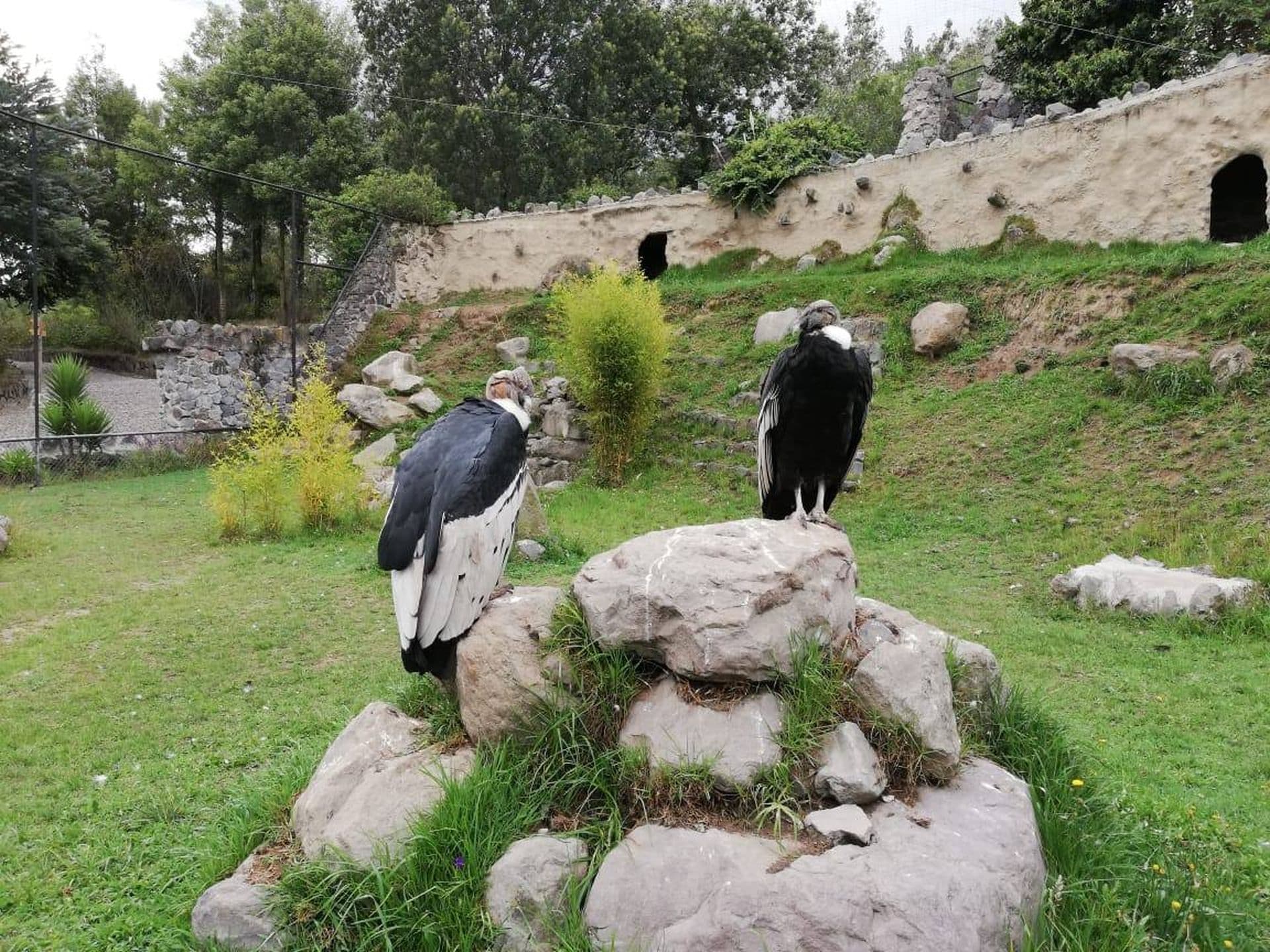 Condor Park