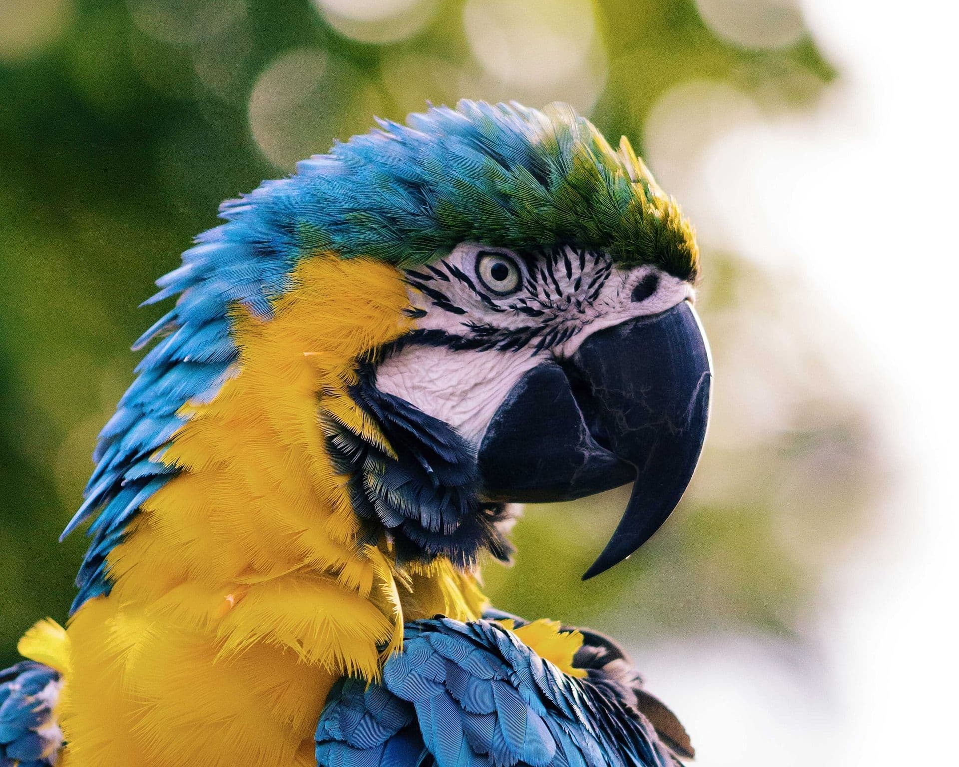 Macaw