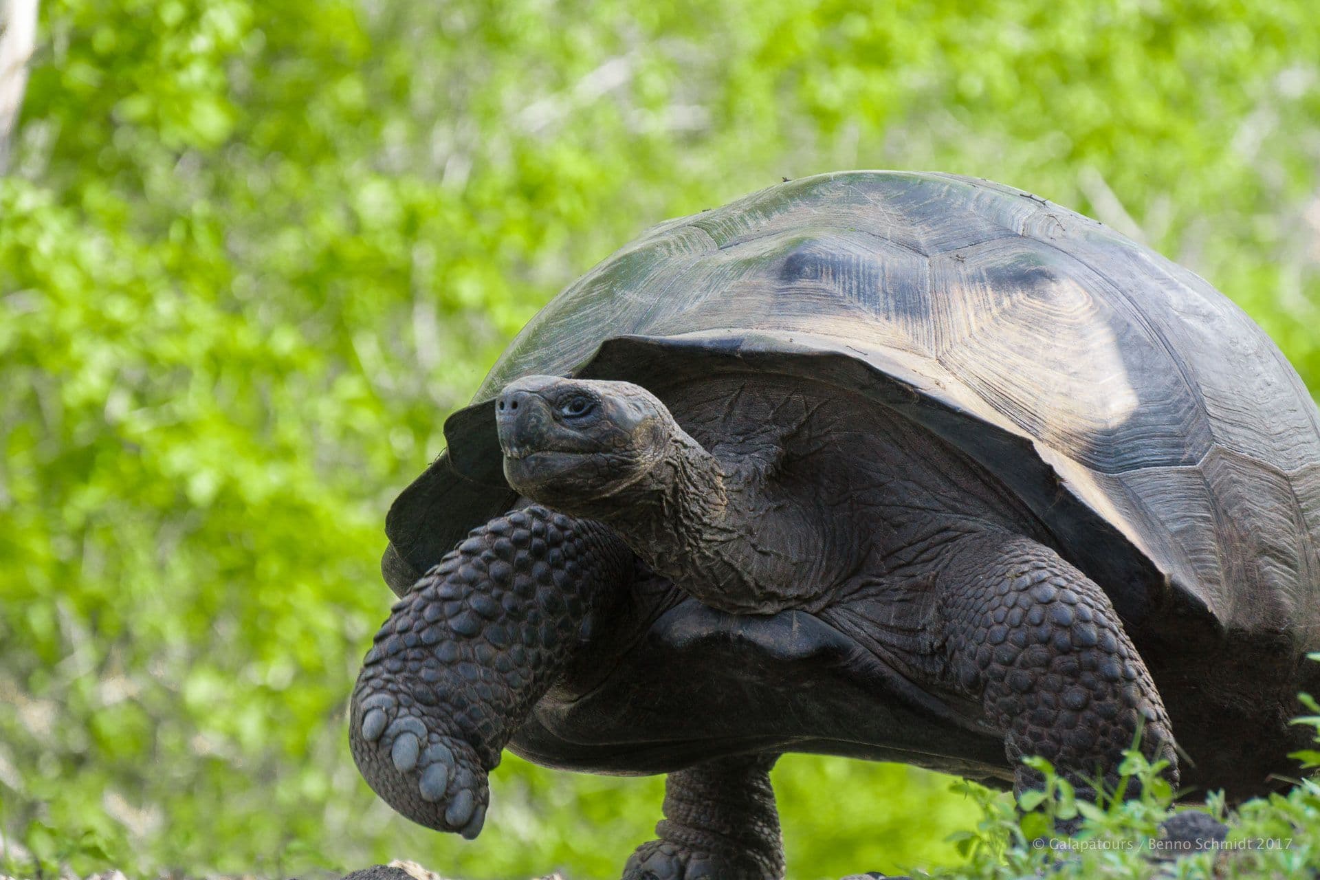 Galapagos Giant Tortoise