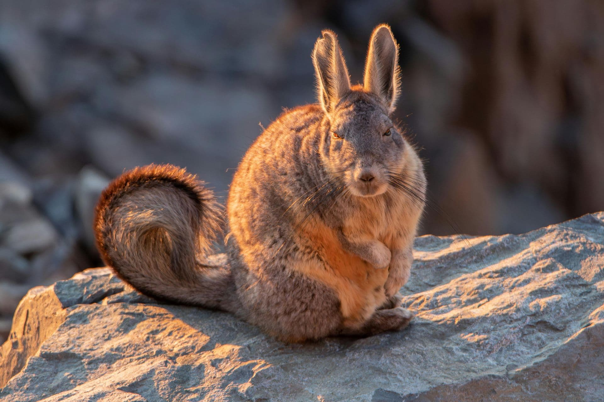 Viscacha