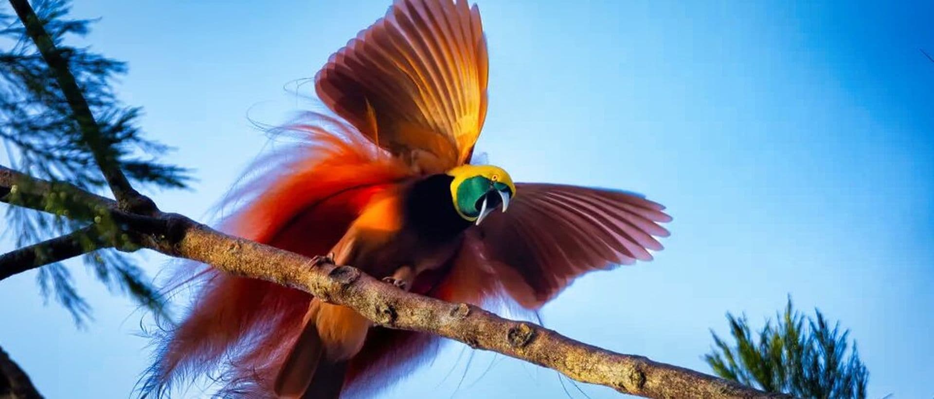 Birdwatching Header