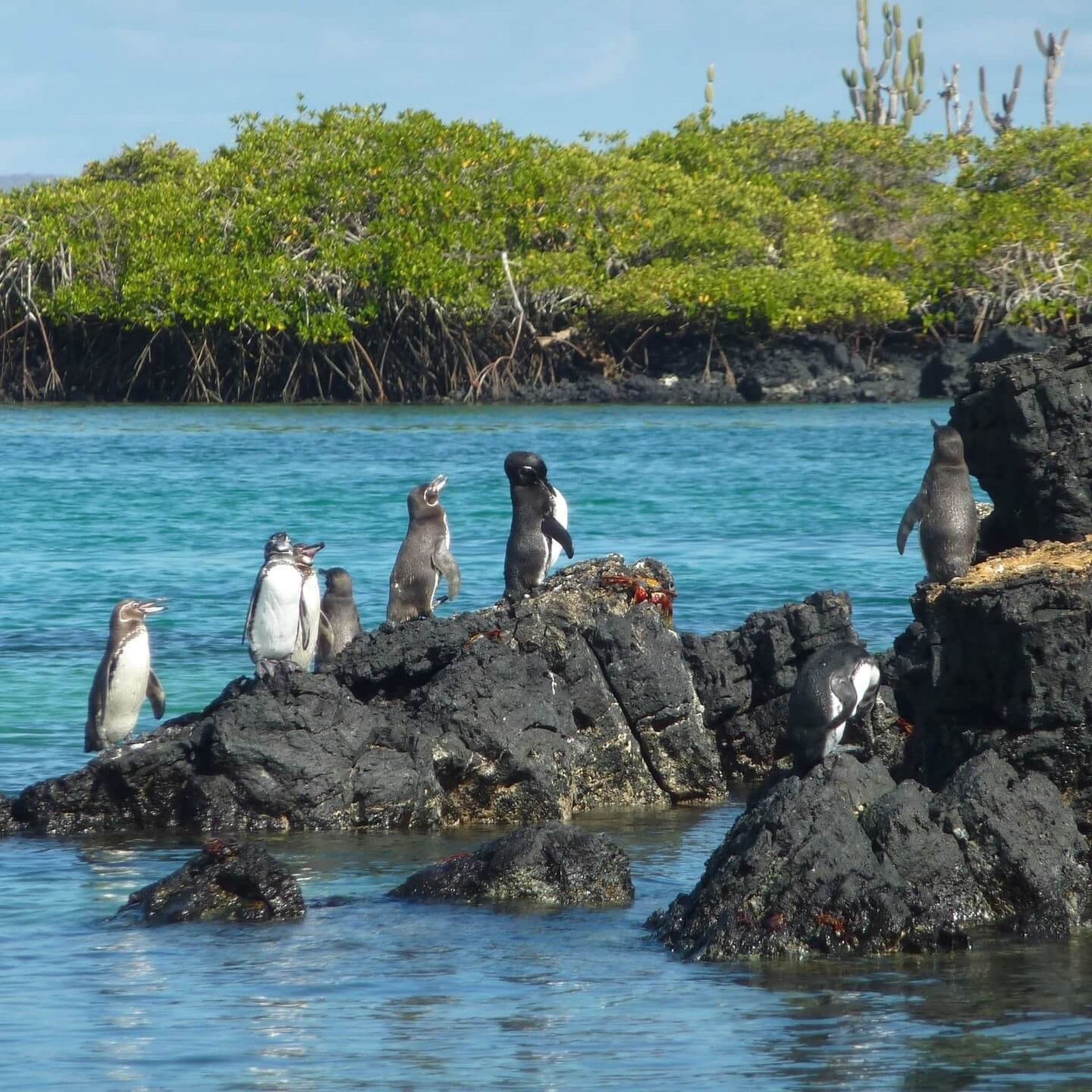 Galapagos, ein ideales Reiseziel für Naturfreunde