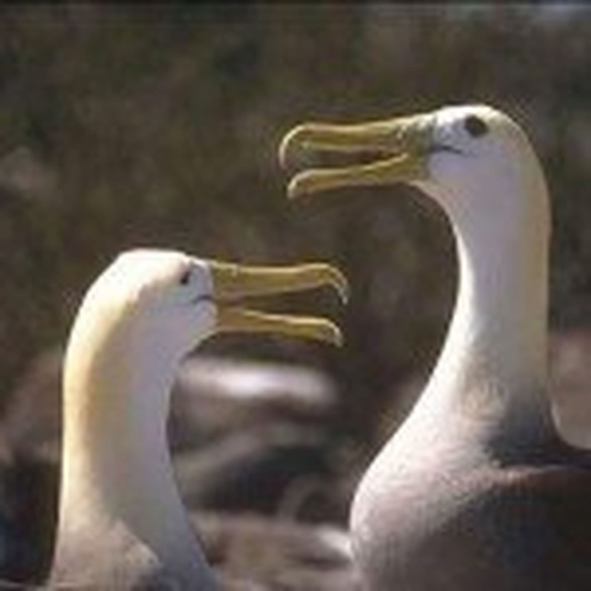 Das merkwürdige Flirtverhalten von Galapagos-Vögeln