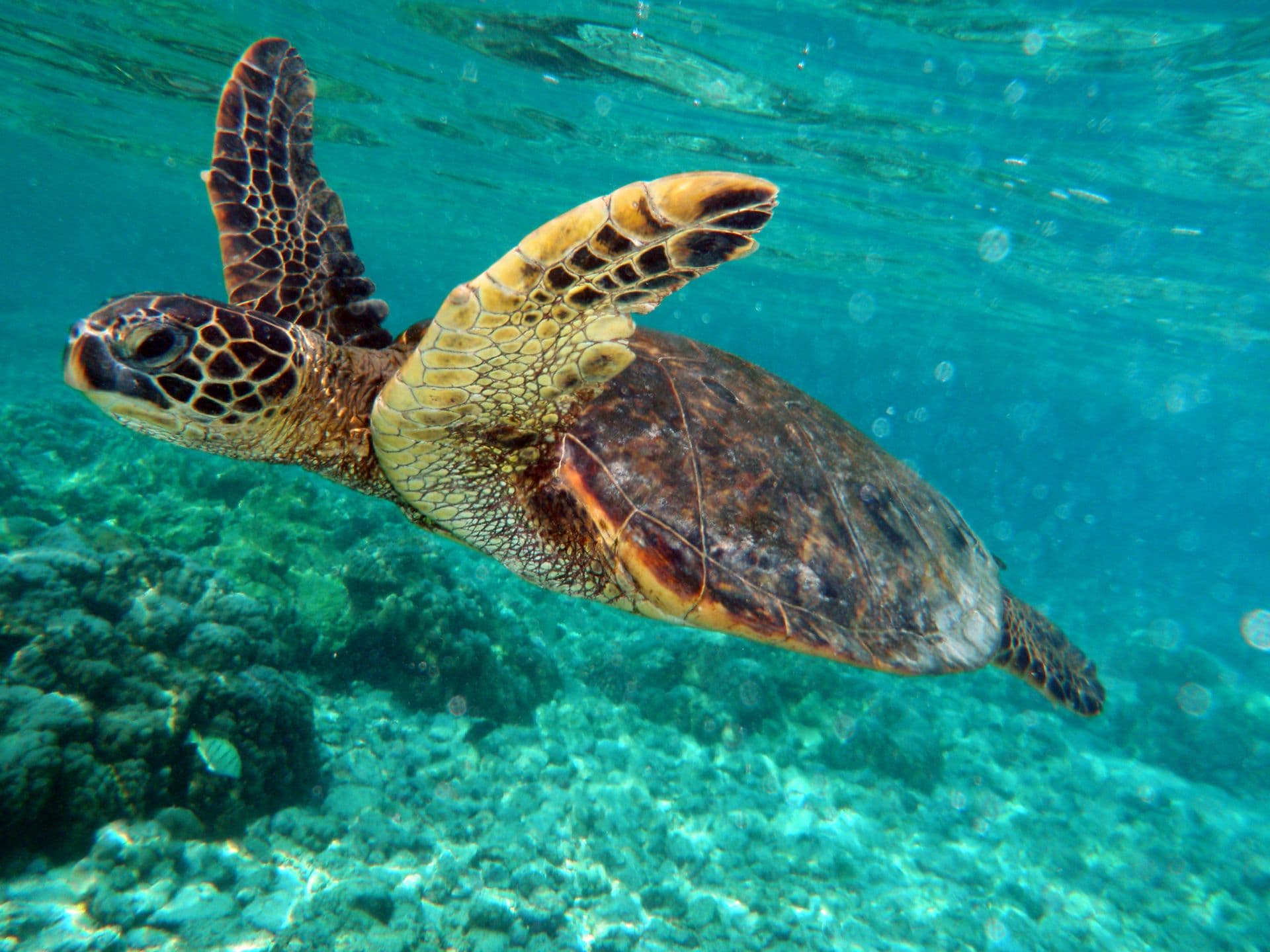 galapagos Inseln