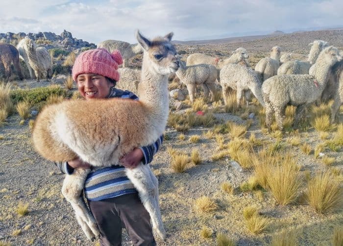 Vicuña Colca Canyon