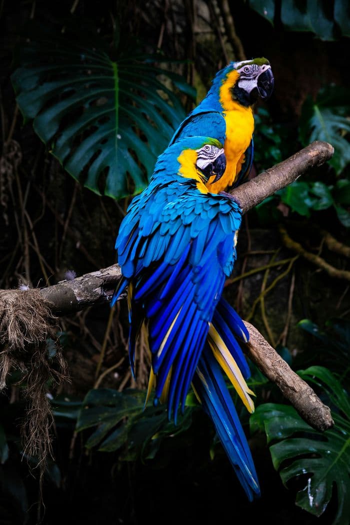 Macaw