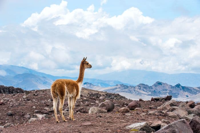 bolivia