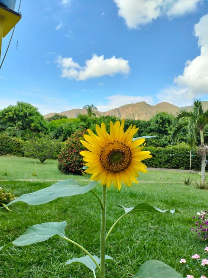 Gualanday